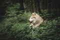 Profile Portrait of happy and beautiful dog breed siberian husky lying in the green forest Royalty Free Stock Photo