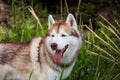 Close-up Portrait of happy Beige and white Siberian Husky dog sitting in the grass at the seaside