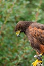 profile portrait of a harris eagle, Parabuteo Unicinctus