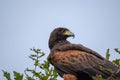 profile portrait of a harris eagle. Parabuteo Unicinctus