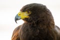 Profile portrait of Harris Hawk bird of prey.