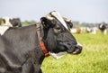 Profile portrait of the head of a mature calm black cow, white horns with cut off points