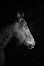 Horse portrait in snow