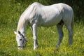 Profile portrait of a horse. White or grey equine coat color. Farm animal on green hay field. Horse eating fresh grass. Green past Royalty Free Stock Photo