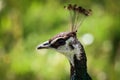 Profile portrait of an Indian Peafowl Royalty Free Stock Photo