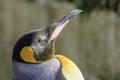 Profile portrait of king's penguin Royalty Free Stock Photo