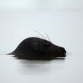 Profile portrait of Ladoga seal. Royalty Free Stock Photo