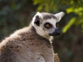 Profile portrait of a lemur