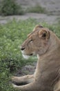 Profile portrait of lioness, Ngorongoro Crater, Tanzania Royalty Free Stock Photo