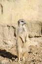 Profile Portrait on a Lone Short-Tailed Meerkat Standing to Attention on Sentry Duty