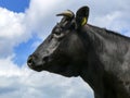 Profile portrait of a mature black cow, white horns with black points, cloudy blue sky