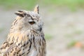 Profile portrait of night quiet eagle-owl or bubo Royalty Free Stock Photo