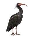 Profile portrait of a Northern Bald Ibis, Geronticus eremita, Isolated on white Royalty Free Stock Photo