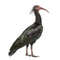 Profile portrait of a Northern Bald Ibis, Geronticus eremita, Isolated on white Royalty Free Stock Photo