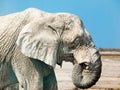 Profile portrait of an old african elephant, Etosha National Park, Namibia, Africa Royalty Free Stock Photo