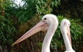 Profile portrait of Pelican Royalty Free Stock Photo