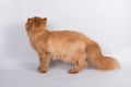 Profile Persian Exotic Longhair cat is on white background