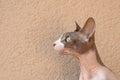 Profile portrait of pet of the Canadian Sphynx cat against beige wall