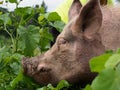 Profile Portrait of Pink Pig With Muddy Snout Royalty Free Stock Photo