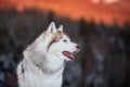 Free and prideful Siberian Husky dog sitting is on the snow in winter forest at sunset on mountain background Royalty Free Stock Photo