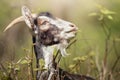 A profile portrait of a proud goat Royalty Free Stock Photo