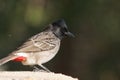 Profile portrait of a Red-vented bulbul bird perched on a stone wall Royalty Free Stock Photo