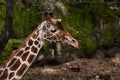 Profile portrait of a Reticulated giraffe in the greenery Royalty Free Stock Photo