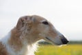 Profile Portrait of russian borzoi dog on a green and yellow field background. Royalty Free Stock Photo