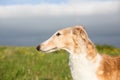 Close-up image of beautiful dog breed rissian borzoi in the buttercup field Royalty Free Stock Photo