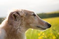 Profile Portrait of russian borzoi dog on a green and yellow field background. Royalty Free Stock Photo