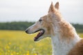 Profile Portrait of russian borzoi dog with prick-ears on a green and yellow field background. Close-up image of Royalty Free Stock Photo