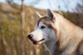 Profile portrait of serious and attentive dog breed siberian husky in the forest on a sunny day. Royalty Free Stock Photo