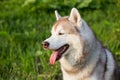 Profile Portrait of serious husky dog on green grass background Royalty Free Stock Photo