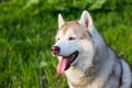 Profile Portrait of serious husky dog on green grass background