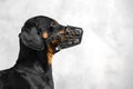 Profile portrait of short-haired dachshund in black muzzle, on grey background. Safety of your dog concept, indoors, copy space