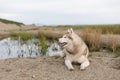Profile Portrait Of Siberian Husky Dog With Brown Eyes Lying On The Sand Near The Pond At Seaside At Sunset