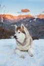 Profile Portrait of siberian Husky dog lying is on the snow in winter forest at sunset on mountain background Royalty Free Stock Photo