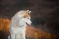 Profile portrait of Siberian Husky dog sitting on the snow in the winter forest at sunset on mountain background Royalty Free Stock Photo