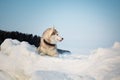 Portrait of Gorgeous siberian husky dog is lying on the ice floe and looking afar.