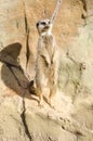 Profile Portrait on a Single Short-Tailed Meerkat Standing to At