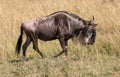 Profile portrait of solitary female wildebeest up close walking and grazing in the tall grass of the savannah of Africa