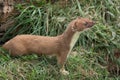 A profile portrait of a stoat