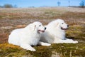 Profile Portrait of two maremma sheepdogs lying in the field. Image of two big white dogs breed maremmano-abruzzesse dog