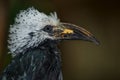 Profile portrait of a white-crested hornbill before the dark background