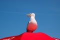 Profile portrait of white seagull with yellow beak on a deep red umbrella Royalty Free Stock Photo