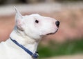 Profile portrait of a senior mini bull terrier