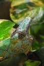 Profile portrait of Yemen veiled chameleon Royalty Free Stock Photo