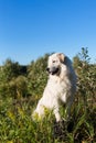 Portrait of gorgeous maremmano abruzzese sheepdog. Big white fluffy maremma dog sitting in the field on a sunny day.