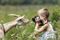 Profile portrait of young blond cute handsome child boy taking picture of funny curious goat looking straight in camera on bright