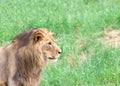 Profile portrait of a young male lion Royalty Free Stock Photo